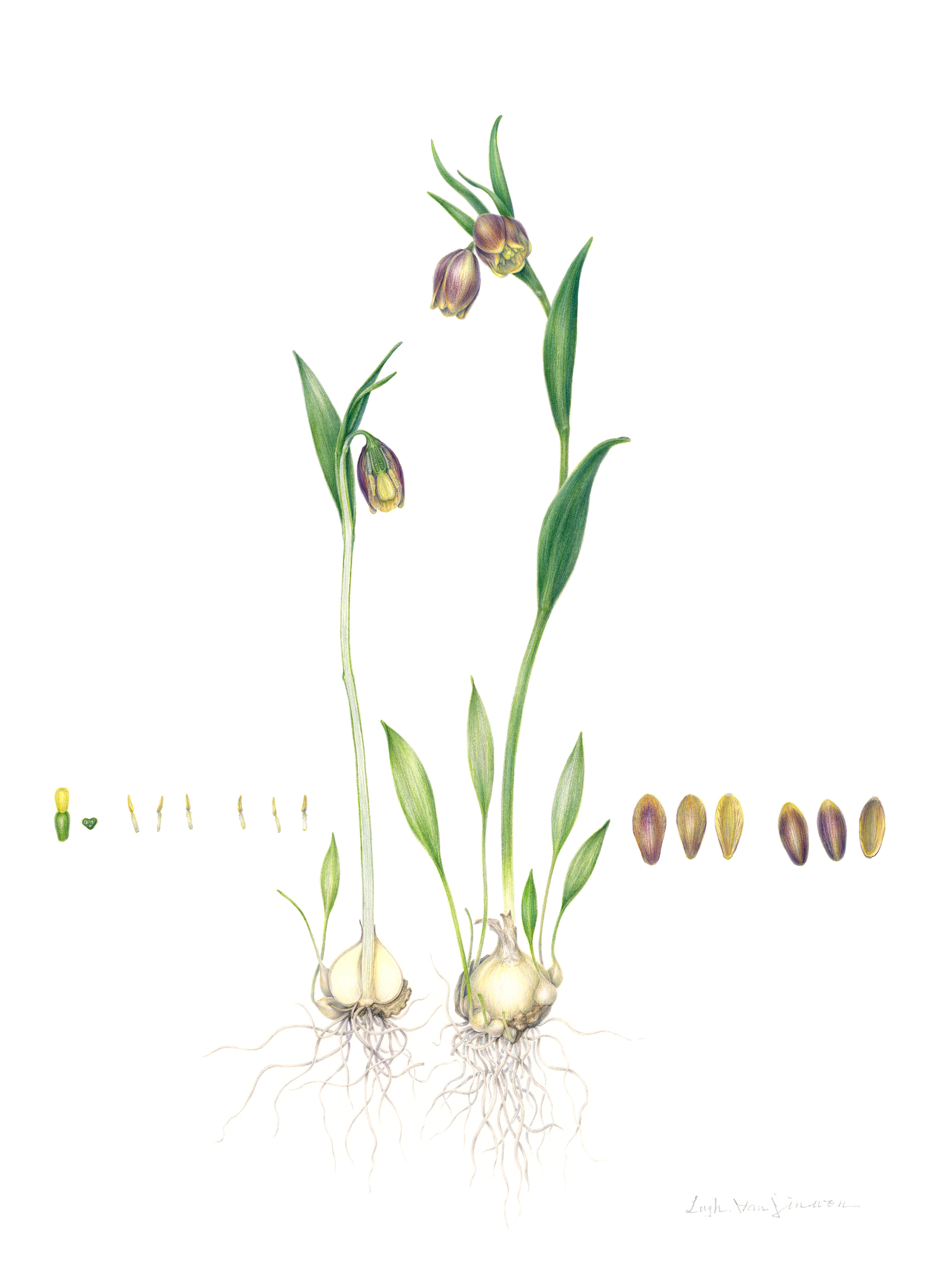 일상 리셋 - Fritillaria uva-vulpis