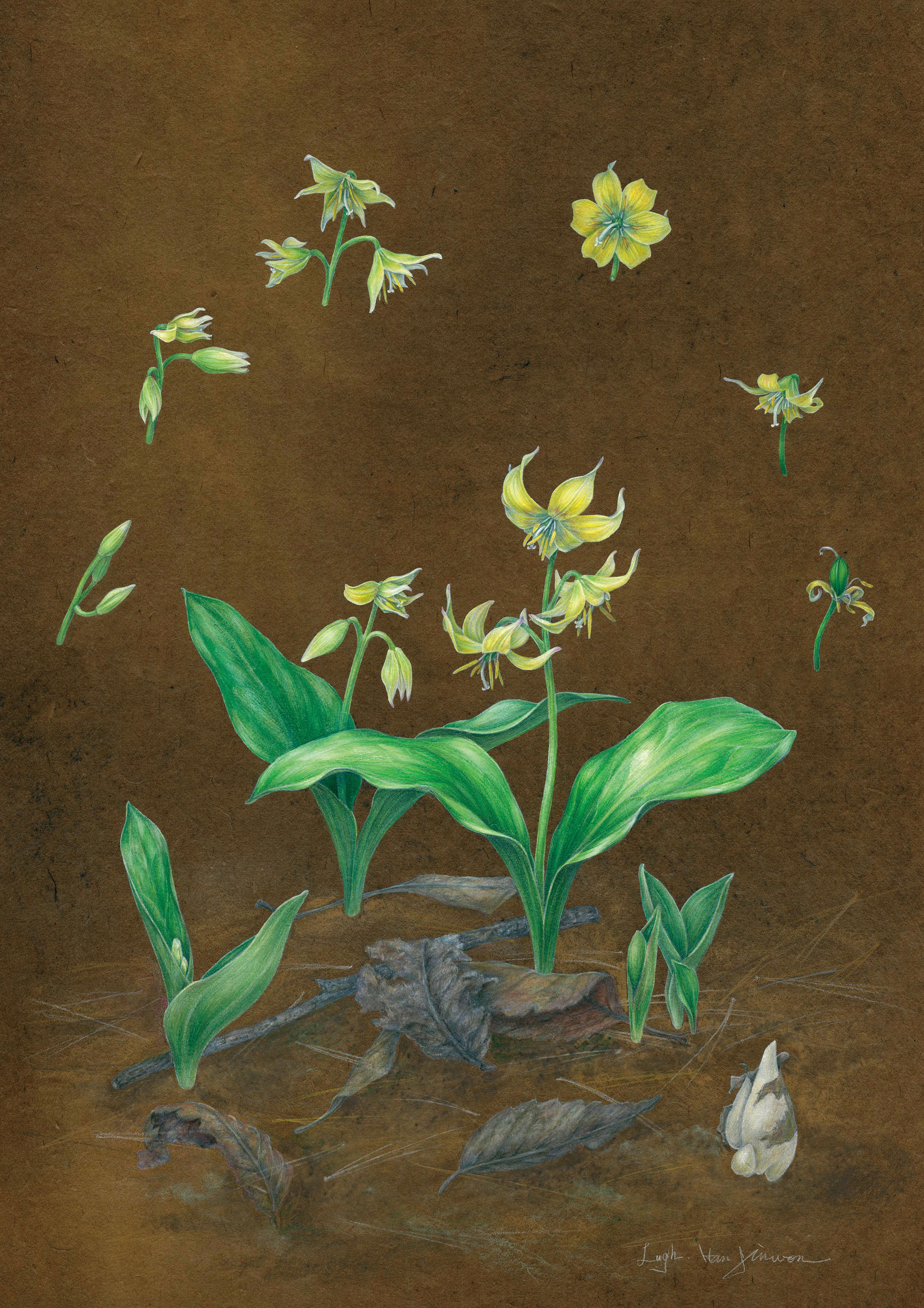 일상 리셋 - Erythronium ‘Pagoda’
