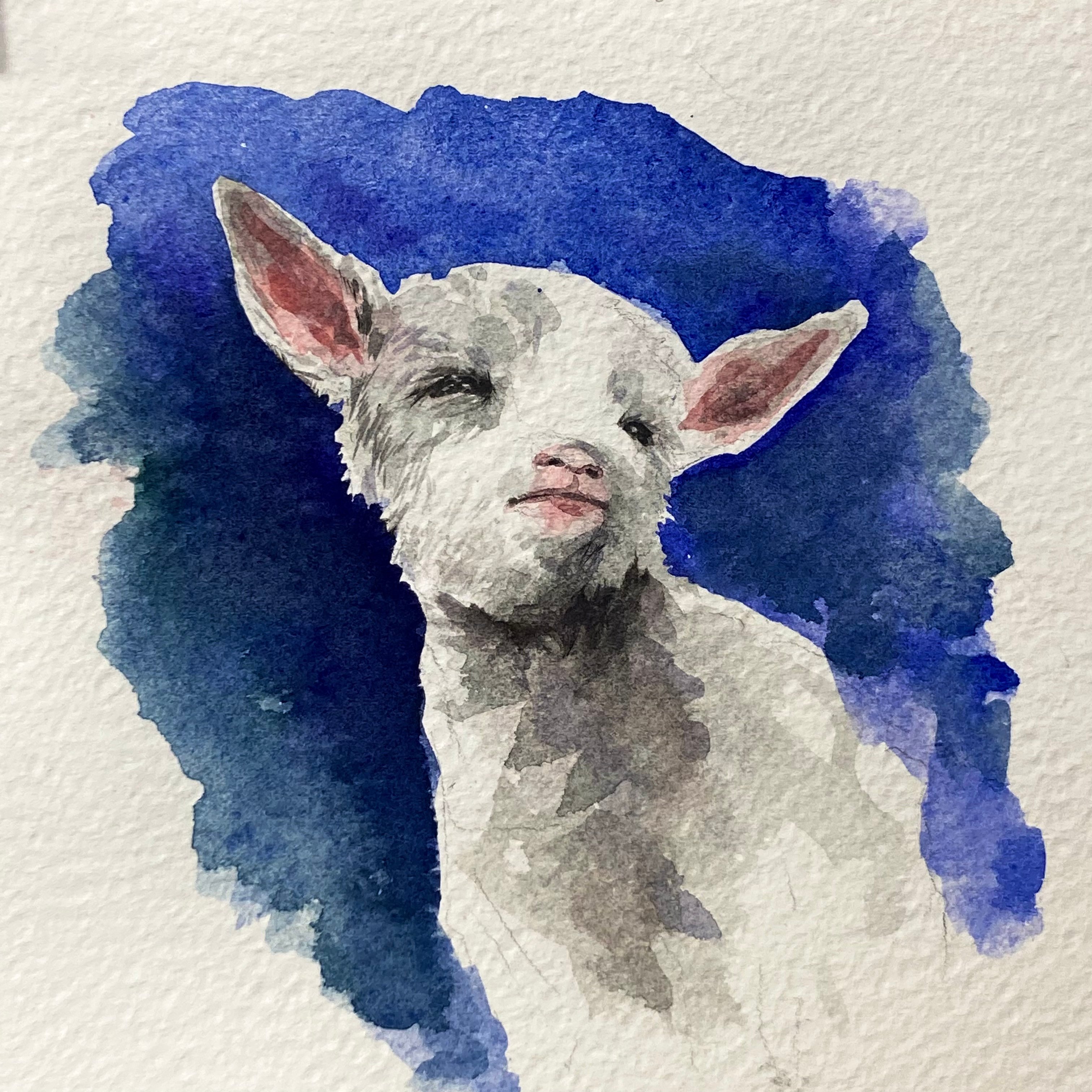 My little lamb