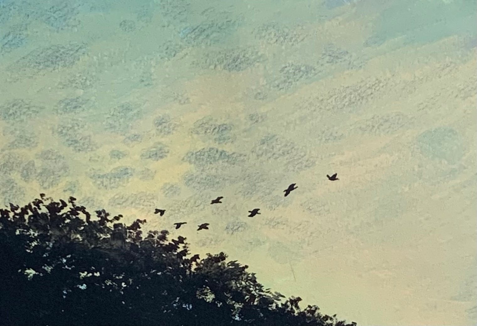 철새이동
